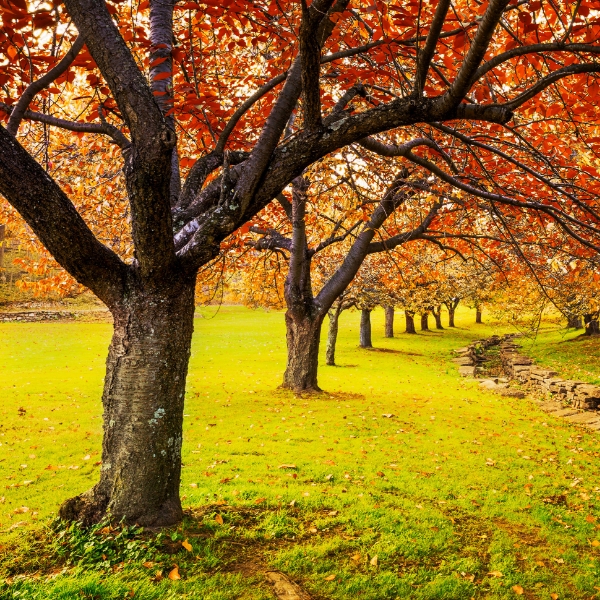 Autumn