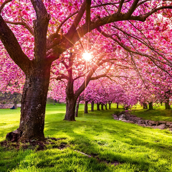 Spring