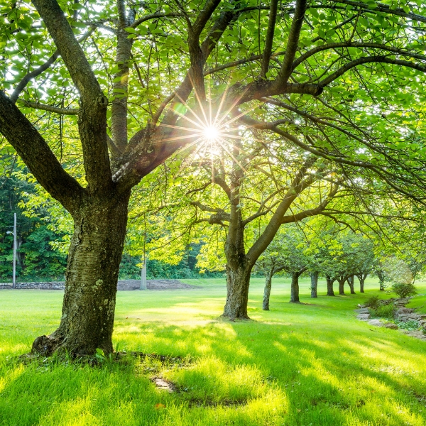 Summer