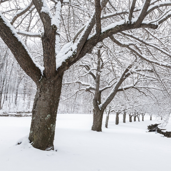 Winter