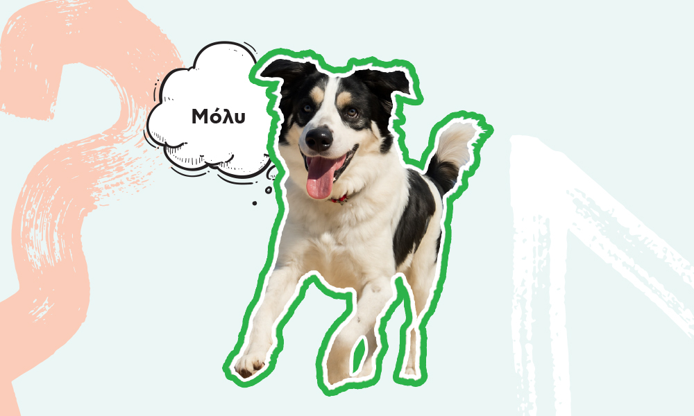 molly
