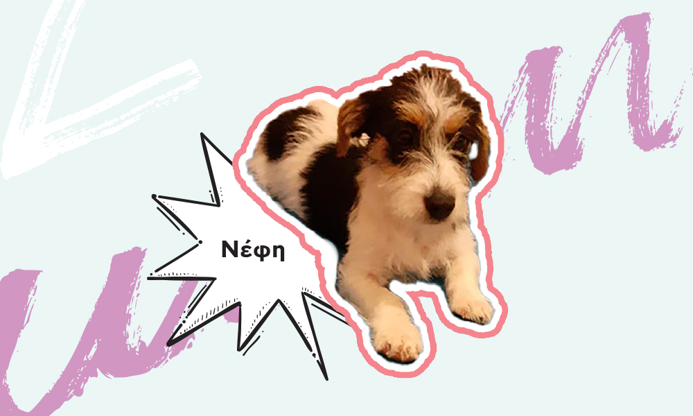 nefi