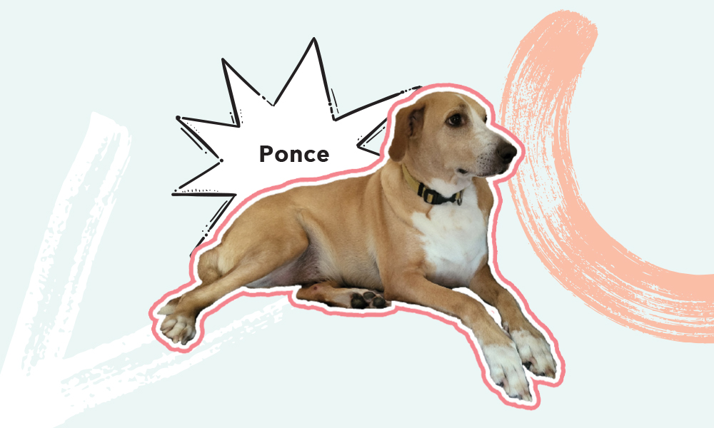 ponce