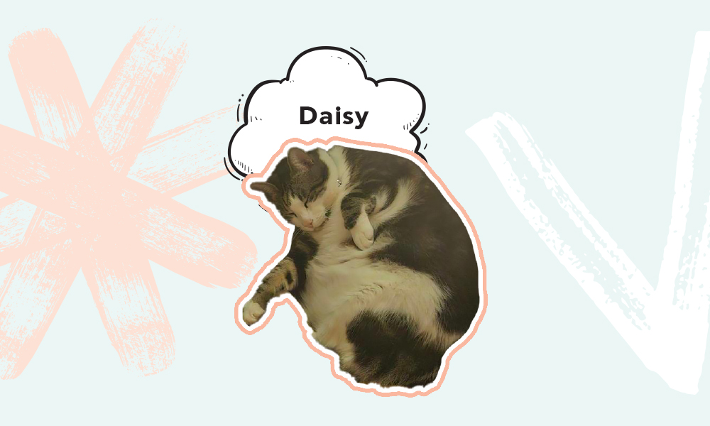 daisy