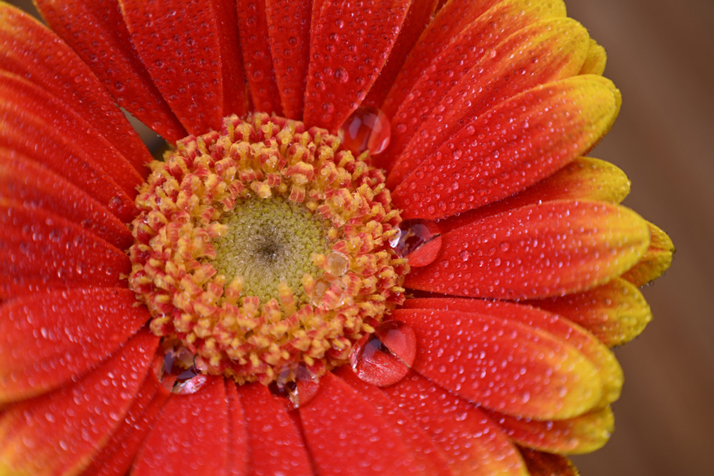 With a minimum focus distance of just 0.2 m at the wide-angle end and 0.28 m at the telephoto end, users can achieve a significant amount of foreground and background bokeh with close-up shooting for impressive rendering that highlights the primary subject.