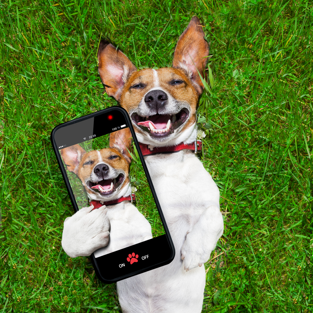 Dog smiling