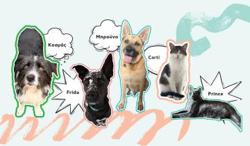 pets